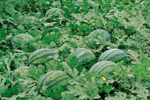 呼市大学免费吃瓜的群,夏日清凉福利大放送！”