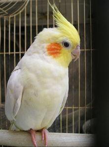 玄凤鹦鹉最新爆料